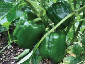 Three deep green, glossy, large capsicums attached to the plant.