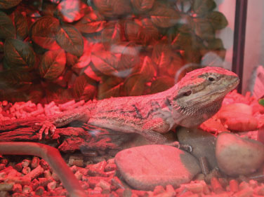 A brown lizard in a tank with red lighting.