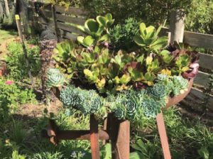 A round iron pot on legs, containing various succulent plants.