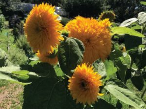 Three large, yellow sunflowers with thick crowns of soft-looking petals