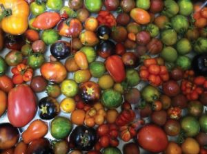 A great variety of tomatoes soaking in water. Tomatoes are red, orange, yellow and black in various shapes and sizes.