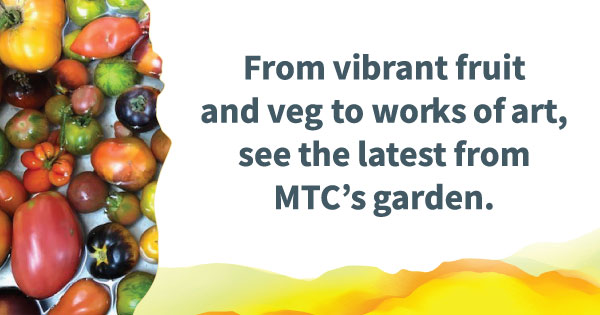 A variety of tomatoes on the left, with text on the right reading "From vibrant fruit and veg to works of art, see the latest from MTC's garden."