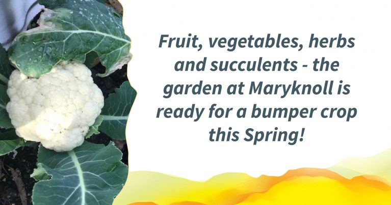 A photo of a fresh cauliflower. Text alongside reads: "Fruit, vegetables, herbs and succulents - the garden at Maryknoll is ready for a bumper crop this Spring!"